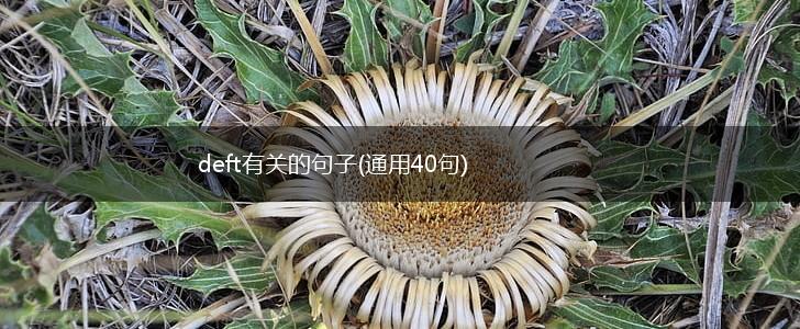 deft有关的句子(通用40句),第1张