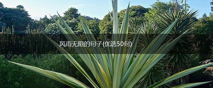 风雨无阻的句子(优选50句),第1张