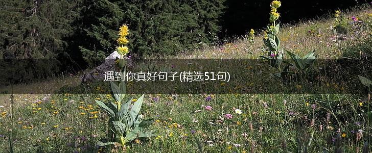遇到你真好句子(精选51句),第1张