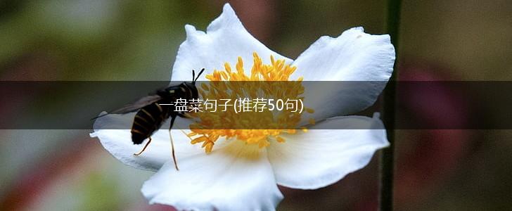 一盘菜句子(推荐50句),第1张