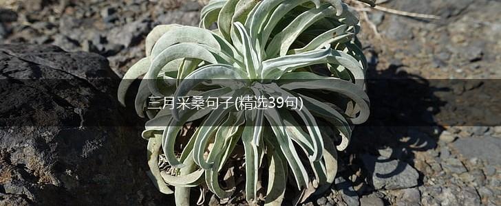 三月采桑句子(精选39句),第1张
