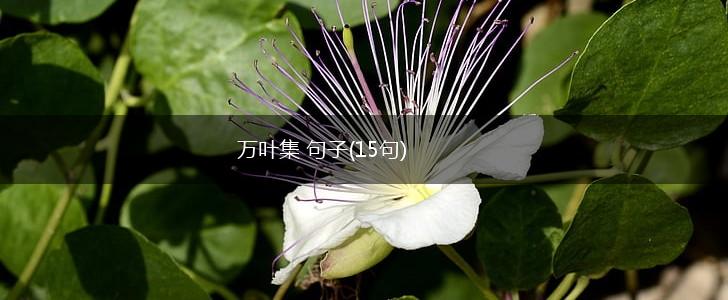万叶集 句子(15句),第1张