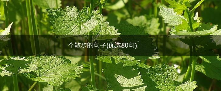 一个散步的句子(优选80句),第1张