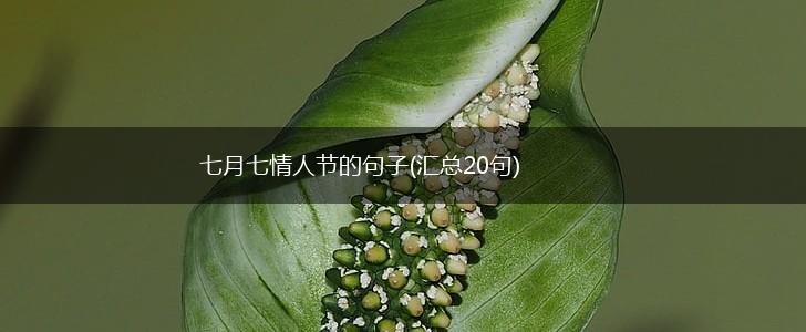 七月七情人节的句子(汇总20句),第1张