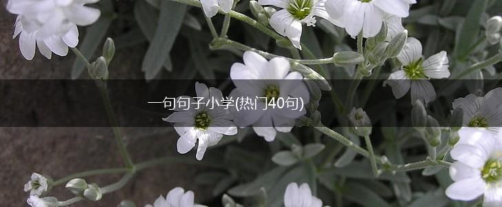 一句句子小学(热门40句),第1张