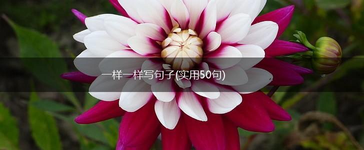 一样一样写句子(实用50句),第1张