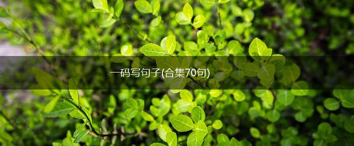 一码写句子(合集70句),第1张