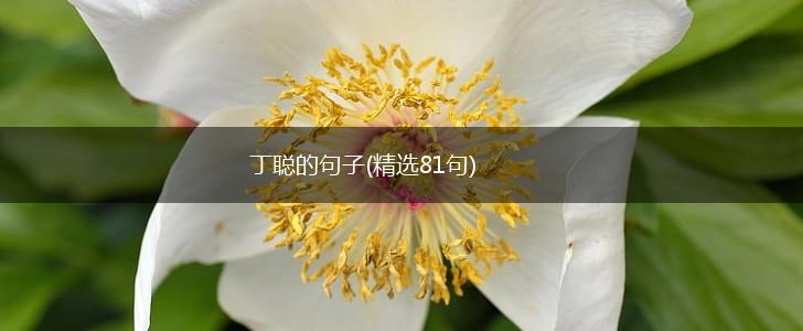 丁聪的句子(精选81句),第1张