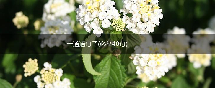 一道道句子(必备40句),第1张