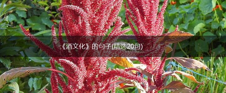 《酒文化》的句子(精选20句),第1张