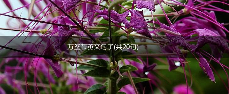 万圣节英文句子(共20句),第1张