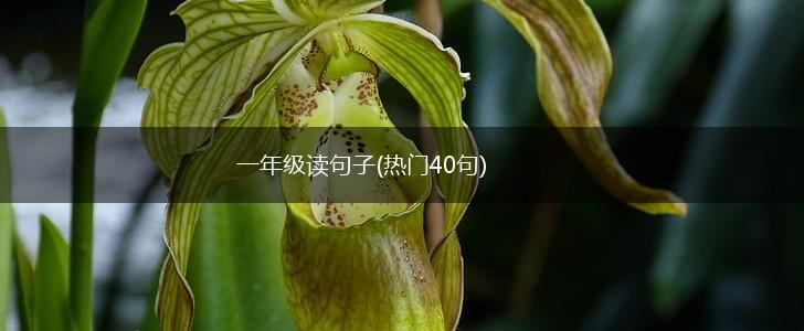一年级读句子(热门40句),第1张