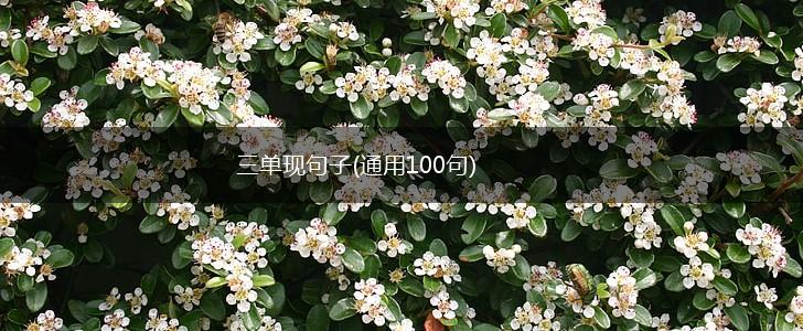 三单现句子(通用100句),第1张