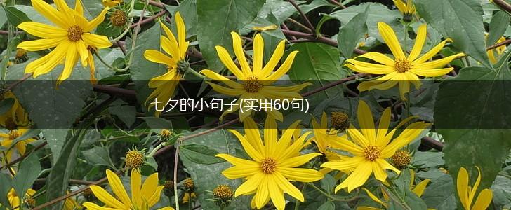 七夕的小句子(实用60句),第1张
