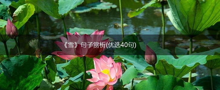 《雪》句子赏析(优选40句),第1张