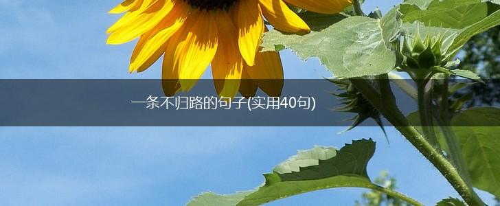 一条不归路的句子(实用40句),第1张