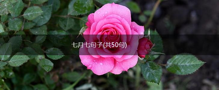 七月七句子(共50句),第1张