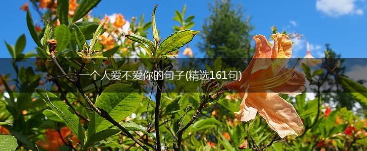 一个人爱不爱你的句子(精选161句),第1张