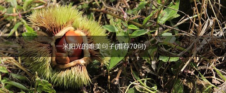 一米阳光的唯美句子(推荐70句),第1张