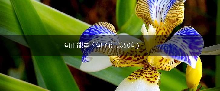 一句正能量的句子(汇总50句),第1张