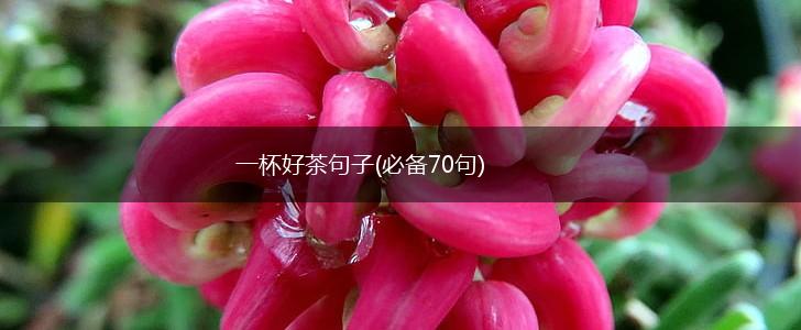 一杯好茶句子(必备70句),第1张