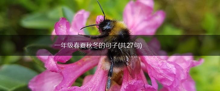 一年级春夏秋冬的句子(共27句),第1张