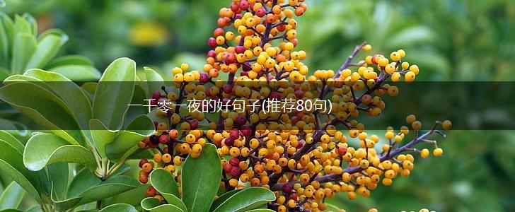 一千零一夜的好句子(推荐80句),第1张