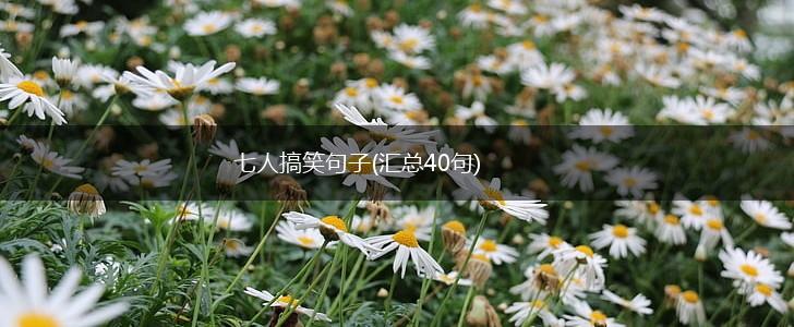七人搞笑句子(汇总40句),第1张