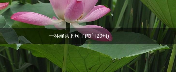 一杯绿茶的句子(热门20句),第1张