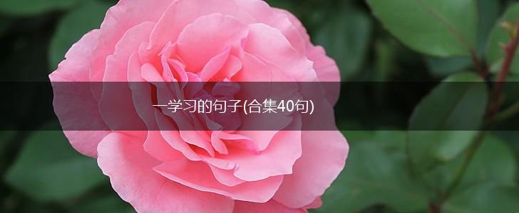 一学习的句子(合集40句),第1张