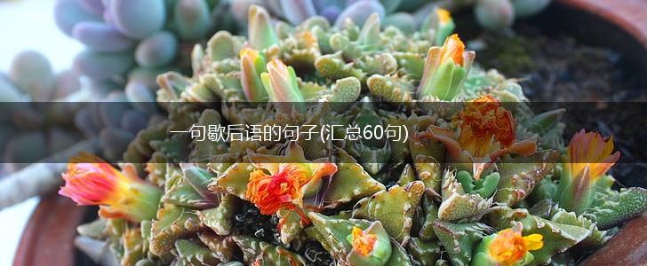 一句歇后语的句子(汇总60句),第1张