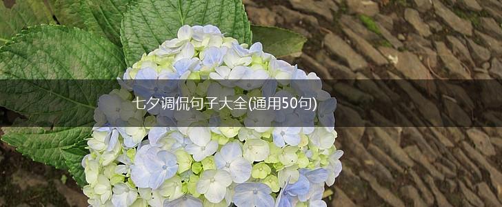 七夕调侃句子大全(通用50句),第1张