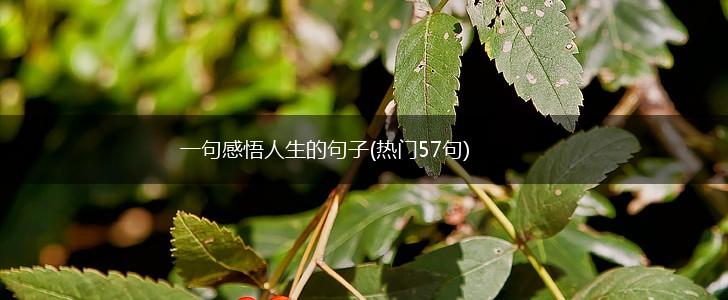 一句感悟人生的句子(热门57句),第1张