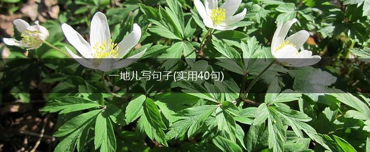 一地儿写句子(实用40句),第1张