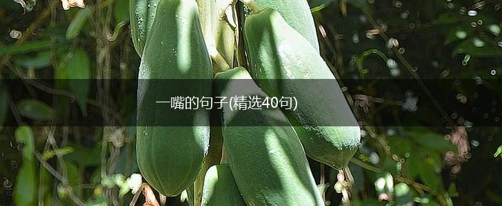 一嘴的句子(精选40句),第1张
