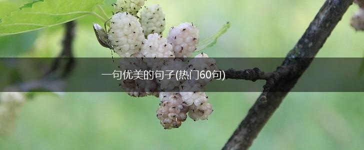 一句优美的句子(热门60句),第1张