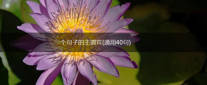 一个句子的主谓宾(通用40句),第1张