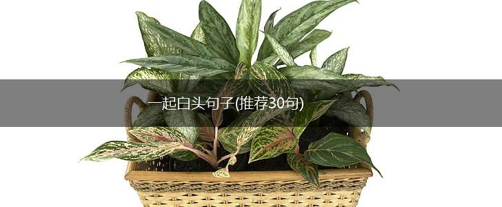 一起白头句子(推荐30句),第1张