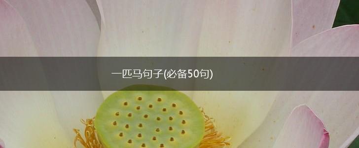 一匹马句子(必备50句),第1张