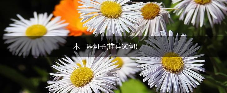 一木一器句子(推荐60句),第1张