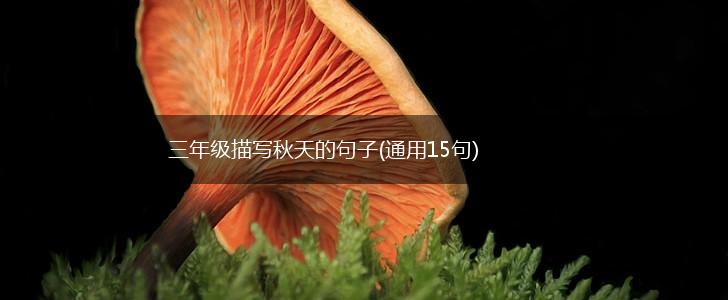 三年级描写秋天的句子(通用15句),第1张