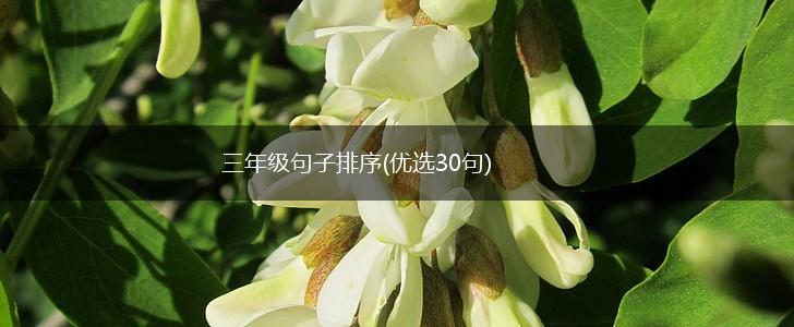 三年级句子排序(优选30句),第1张