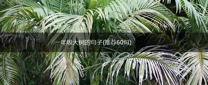 一年级大树的句子(推荐60句),第1张