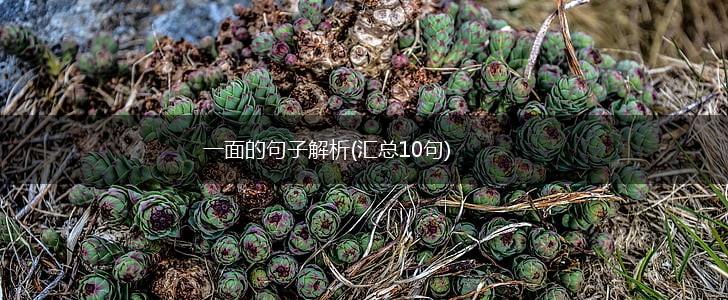一面的句子解析(汇总10句),第1张