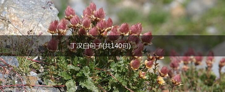 丁汉白句子(共140句),第1张