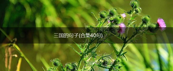 三国的句子(合集40句),第1张