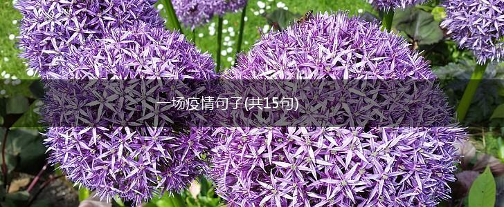 一场疫情句子(共15句),第1张