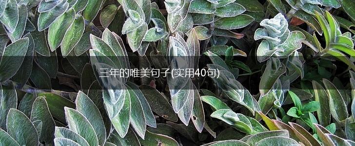 三年的唯美句子(实用40句),第1张