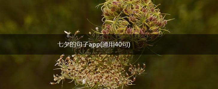七夕的句子app(通用40句),第1张