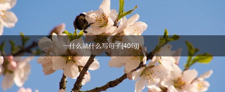 一什么就什么写句子(40句),第1张